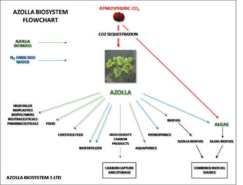 azolla flow chart new 1024x781