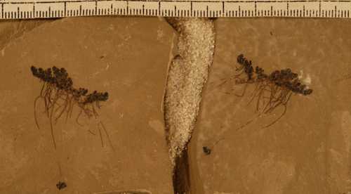 fossil azolla closeup 1024x565